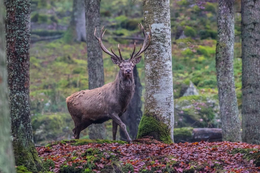 Brunarica Bled Zatrnik Pokljuka Buitenkant foto