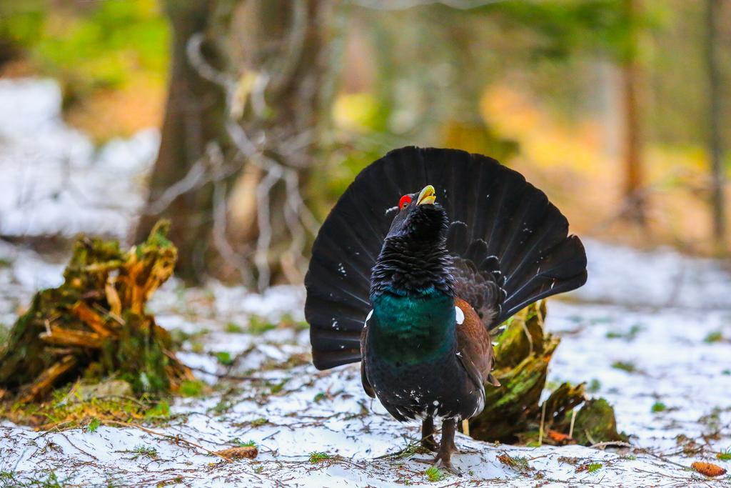 Brunarica Bled Zatrnik Pokljuka Buitenkant foto